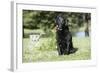 Black Labrador Retriever 13-Bob Langrish-Framed Photographic Print