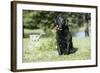 Black Labrador Retriever 13-Bob Langrish-Framed Photographic Print