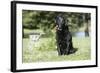 Black Labrador Retriever 13-Bob Langrish-Framed Photographic Print
