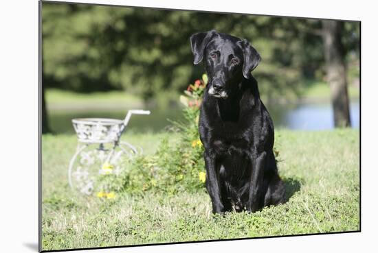 Black Labrador Retriever 13-Bob Langrish-Mounted Photographic Print