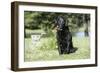 Black Labrador Retriever 13-Bob Langrish-Framed Photographic Print