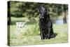 Black Labrador Retriever 13-Bob Langrish-Stretched Canvas