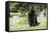 Black Labrador Retriever 13-Bob Langrish-Framed Stretched Canvas