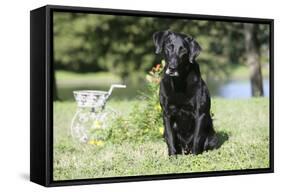 Black Labrador Retriever 13-Bob Langrish-Framed Stretched Canvas