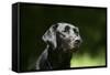 Black Labrador Retriever 22-Bob Langrish-Framed Stretched Canvas