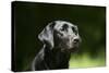 Black Labrador Retriever 22-Bob Langrish-Stretched Canvas