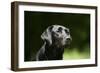 Black Labrador Retriever 22-Bob Langrish-Framed Photographic Print