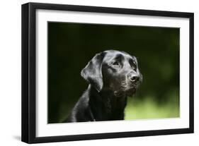 Black Labrador Retriever 22-Bob Langrish-Framed Photographic Print