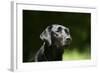 Black Labrador Retriever 22-Bob Langrish-Framed Photographic Print