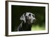 Black Labrador Retriever 22-Bob Langrish-Framed Photographic Print