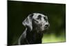 Black Labrador Retriever 22-Bob Langrish-Mounted Photographic Print