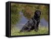 Black Labrador Retriever by Pond-Lynn M^ Stone-Framed Stretched Canvas