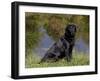 Black Labrador Retriever by Pond-Lynn M^ Stone-Framed Photographic Print