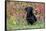 Black Labrador Retriever in Autumn Woodland, Pomfret, Connecticut, USA-Lynn M^ Stone-Framed Stretched Canvas