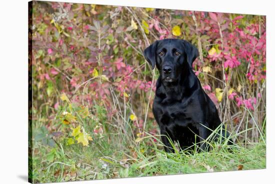 Black Labrador Retriever in Autumn Woodland, Pomfret, Connecticut, USA-Lynn M^ Stone-Stretched Canvas