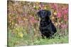 Black Labrador Retriever in Autumn Woodland, Pomfret, Connecticut, USA-Lynn M^ Stone-Stretched Canvas