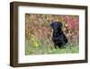 Black Labrador Retriever in Autumn Woodland, Pomfret, Connecticut, USA-Lynn M^ Stone-Framed Photographic Print