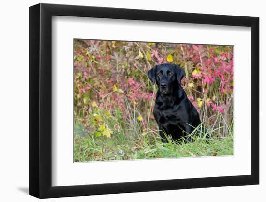 Black Labrador Retriever in Autumn Woodland, Pomfret, Connecticut, USA-Lynn M^ Stone-Framed Photographic Print