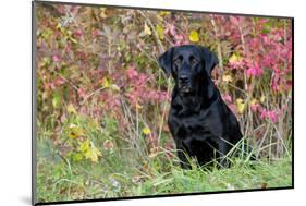 Black Labrador Retriever in Autumn Woodland, Pomfret, Connecticut, USA-Lynn M^ Stone-Mounted Photographic Print