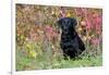 Black Labrador Retriever in Autumn Woodland, Pomfret, Connecticut, USA-Lynn M^ Stone-Framed Photographic Print