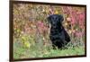 Black Labrador Retriever in Autumn Woodland, Pomfret, Connecticut, USA-Lynn M^ Stone-Framed Photographic Print