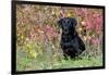 Black Labrador Retriever in Autumn Woodland, Pomfret, Connecticut, USA-Lynn M^ Stone-Framed Photographic Print