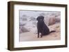 Black Labrador Retriever in Fog Sitting at Edge of Surf on Rocky Beach, Charlestown-Lynn M^ Stone-Framed Photographic Print