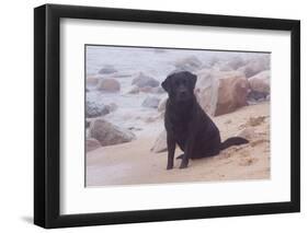 Black Labrador Retriever in Fog Sitting at Edge of Surf on Rocky Beach, Charlestown-Lynn M^ Stone-Framed Photographic Print