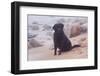 Black Labrador Retriever in Fog Sitting at Edge of Surf on Rocky Beach, Charlestown-Lynn M^ Stone-Framed Photographic Print