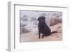 Black Labrador Retriever in Fog Sitting at Edge of Surf on Rocky Beach, Charlestown-Lynn M^ Stone-Framed Photographic Print