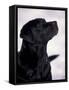 Black Labrador Retriever Looking Up-Adriano Bacchella-Framed Stretched Canvas