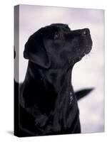 Black Labrador Retriever Looking Up-Adriano Bacchella-Stretched Canvas