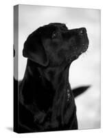 Black Labrador Retriever Looking Up-Adriano Bacchella-Stretched Canvas