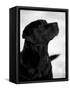 Black Labrador Retriever Looking Up-Adriano Bacchella-Framed Stretched Canvas