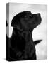 Black Labrador Retriever Looking Up-Adriano Bacchella-Stretched Canvas