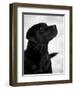Black Labrador Retriever Looking Up-Adriano Bacchella-Framed Premium Photographic Print