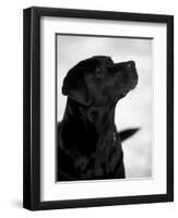 Black Labrador Retriever Looking Up-Adriano Bacchella-Framed Premium Photographic Print