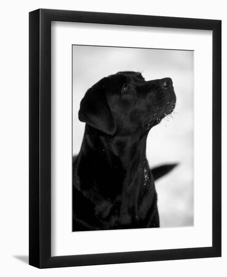 Black Labrador Retriever Looking Up-Adriano Bacchella-Framed Premium Photographic Print