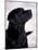 Black Labrador Retriever Looking Up-Adriano Bacchella-Mounted Photographic Print