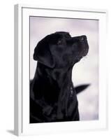 Black Labrador Retriever Looking Up-Adriano Bacchella-Framed Photographic Print