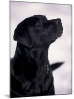 Black Labrador Retriever Looking Up-Adriano Bacchella-Mounted Photographic Print