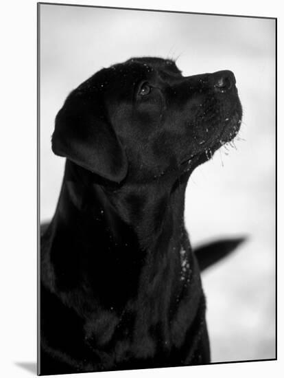 Black Labrador Retriever Looking Up-Adriano Bacchella-Mounted Photographic Print