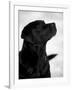 Black Labrador Retriever Looking Up-Adriano Bacchella-Framed Photographic Print