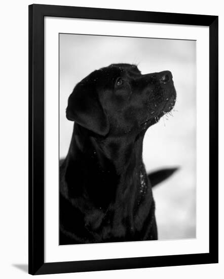 Black Labrador Retriever Looking Up-Adriano Bacchella-Framed Photographic Print