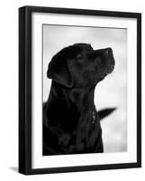 Black Labrador Retriever Looking Up-Adriano Bacchella-Framed Photographic Print