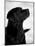 Black Labrador Retriever Looking Up-Adriano Bacchella-Mounted Photographic Print