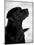 Black Labrador Retriever Looking Up-Adriano Bacchella-Mounted Photographic Print