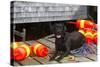 Black Labrador Retriever on Dock with Lobster Trap Buoys and Coils of Boat Rope, New Harbor-Lynn M^ Stone-Stretched Canvas