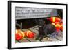 Black Labrador Retriever on Dock with Lobster Trap Buoys and Coils of Boat Rope, New Harbor-Lynn M^ Stone-Framed Photographic Print