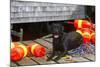 Black Labrador Retriever on Dock with Lobster Trap Buoys and Coils of Boat Rope, New Harbor-Lynn M^ Stone-Mounted Photographic Print